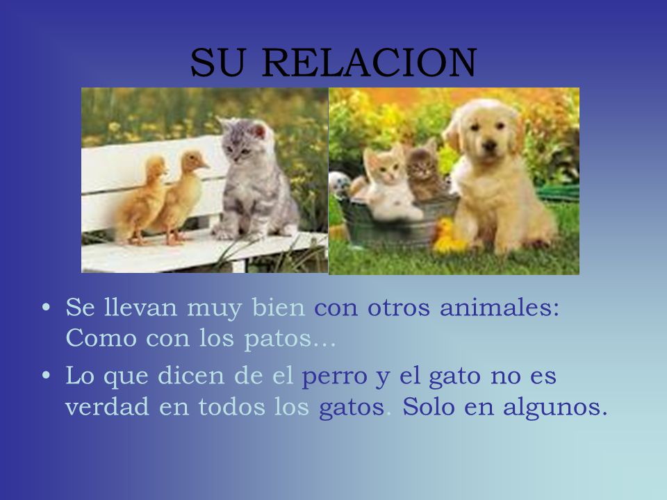 SU RELACION Se llevan muy bien con otros animales: Como con los patos…