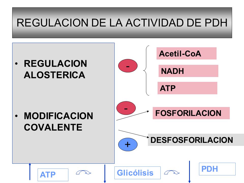 REGULACION DE LA ACTIVIDAD DE PDH