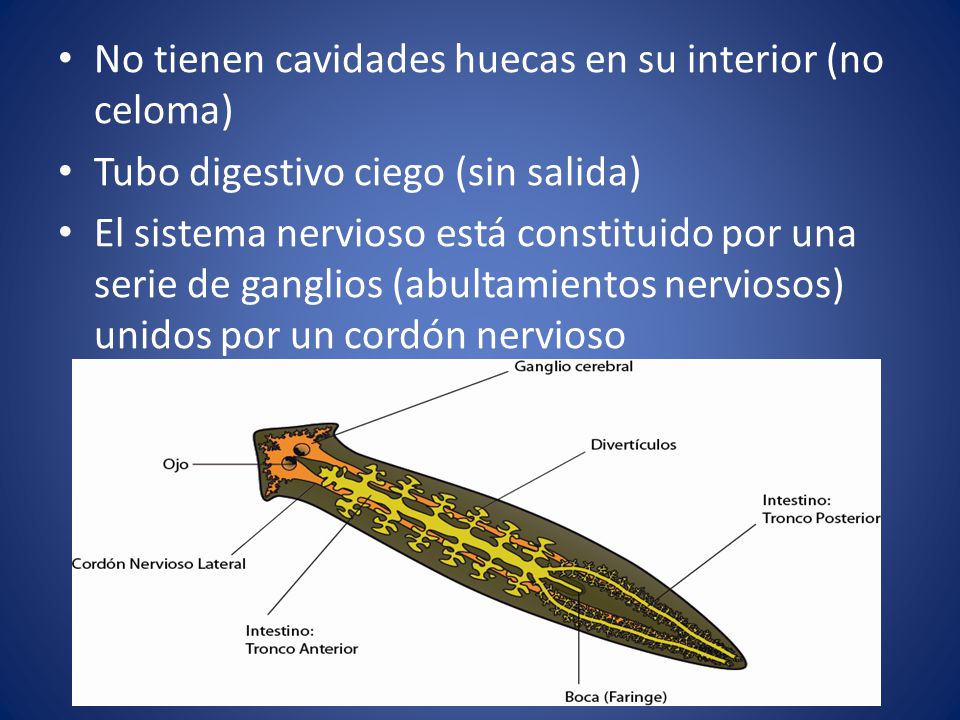 No tienen cavidades huecas en su interior (no celoma)