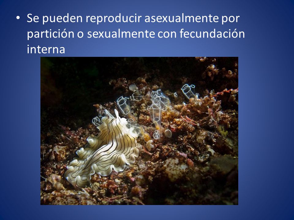 Se pueden reproducir asexualmente por partición o sexualmente con fecundación interna