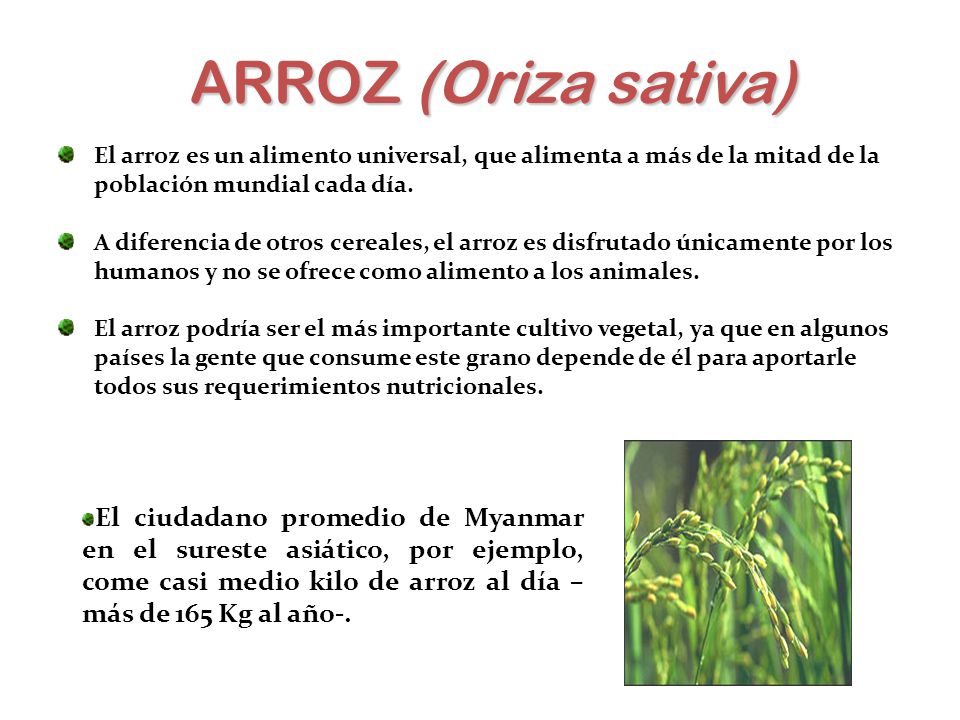ARROZ (Oriza sativa) El arroz es un alimento universal, que alimenta a más de la mitad de la población mundial cada día.