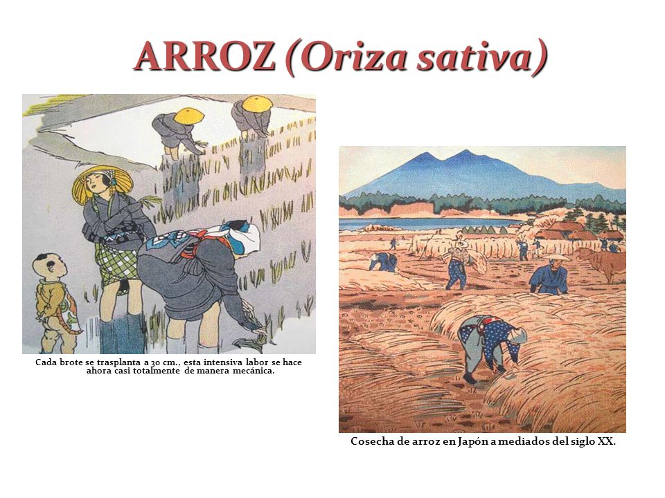 Cosecha de arroz en Japón a mediados del siglo XX.