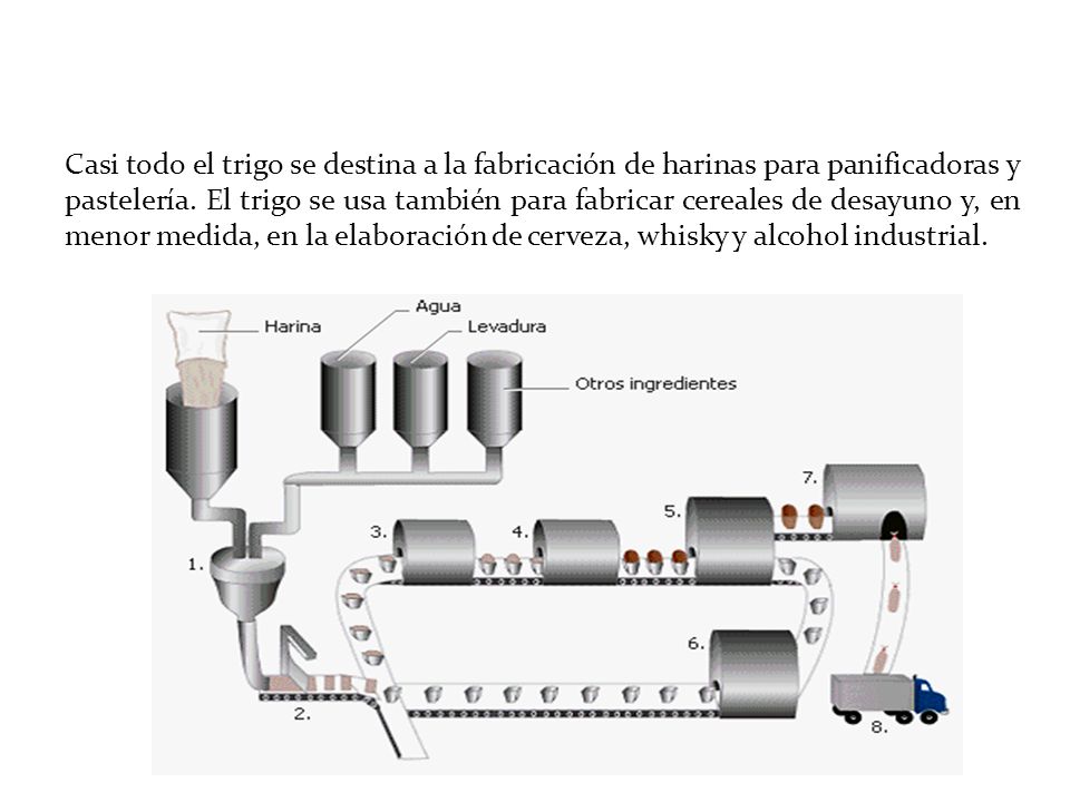Casi todo el trigo se destina a la fabricación de harinas para panificadoras y pastelería.