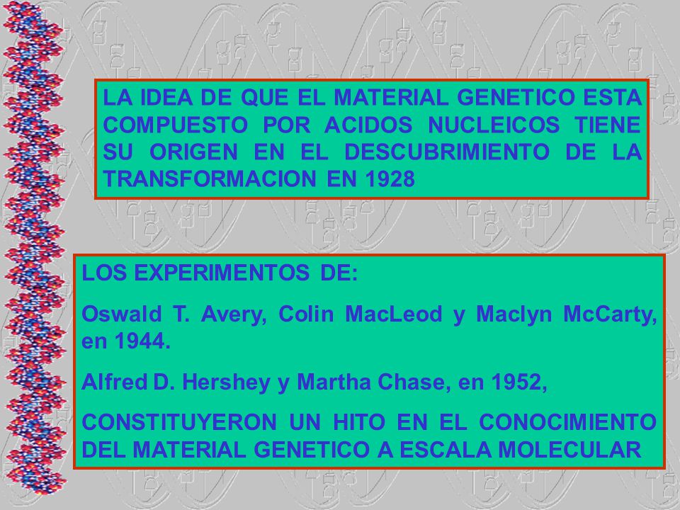LA IDEA DE QUE EL MATERIAL GENETICO ESTA COMPUESTO POR ACIDOS NUCLEICOS TIENE SU ORIGEN EN EL DESCUBRIMIENTO DE LA TRANSFORMACION EN 1928