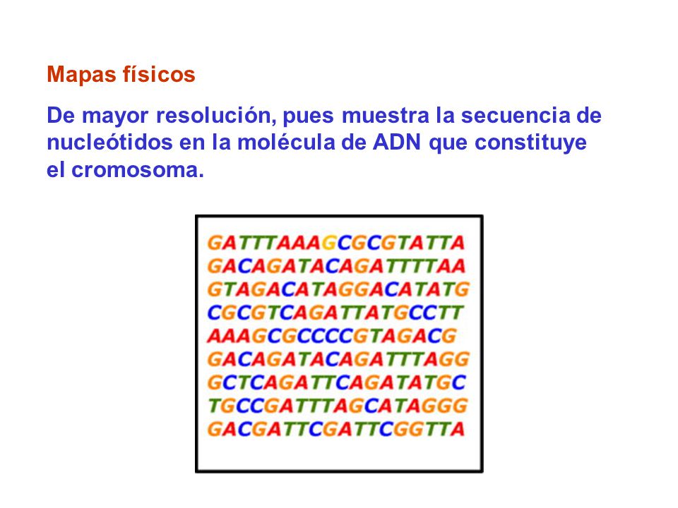 Mapas físicos De mayor resolución, pues muestra la secuencia de nucleótidos en la molécula de ADN que constituye el cromosoma.