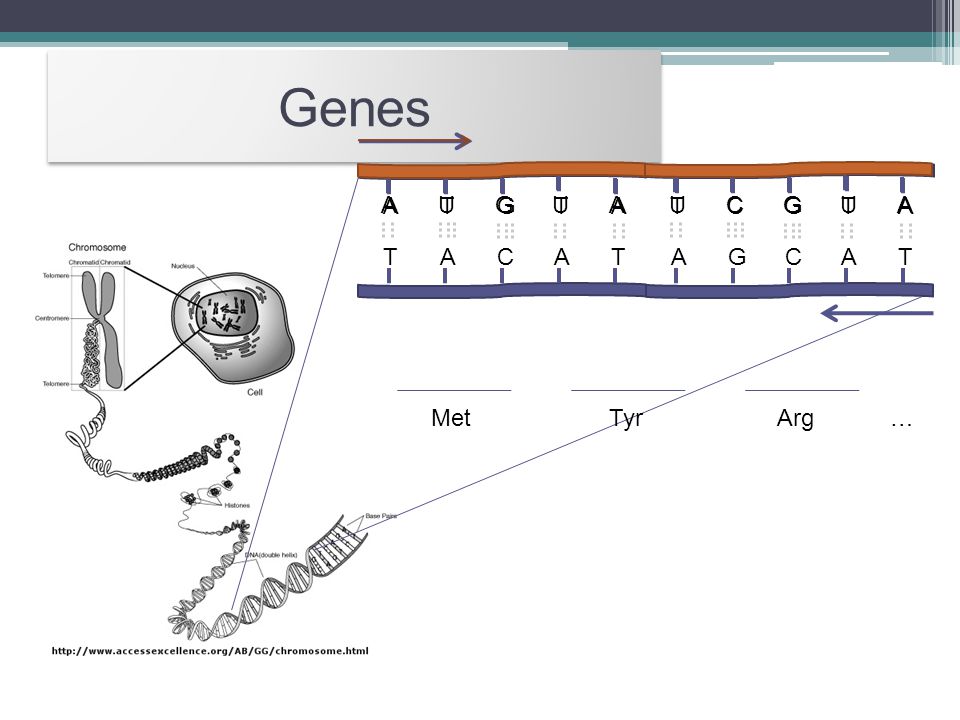 Genes U A C G T A C G A T G C Met Tyr Arg …
