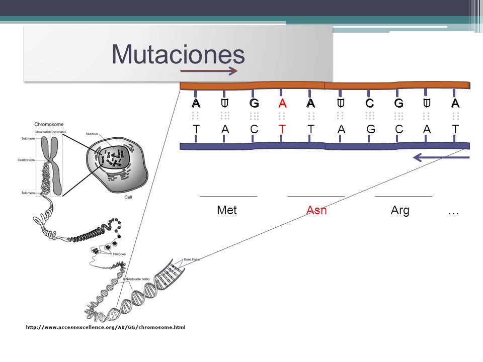 Mutaciones U A C G T A C G A T G C Met Asn Arg …