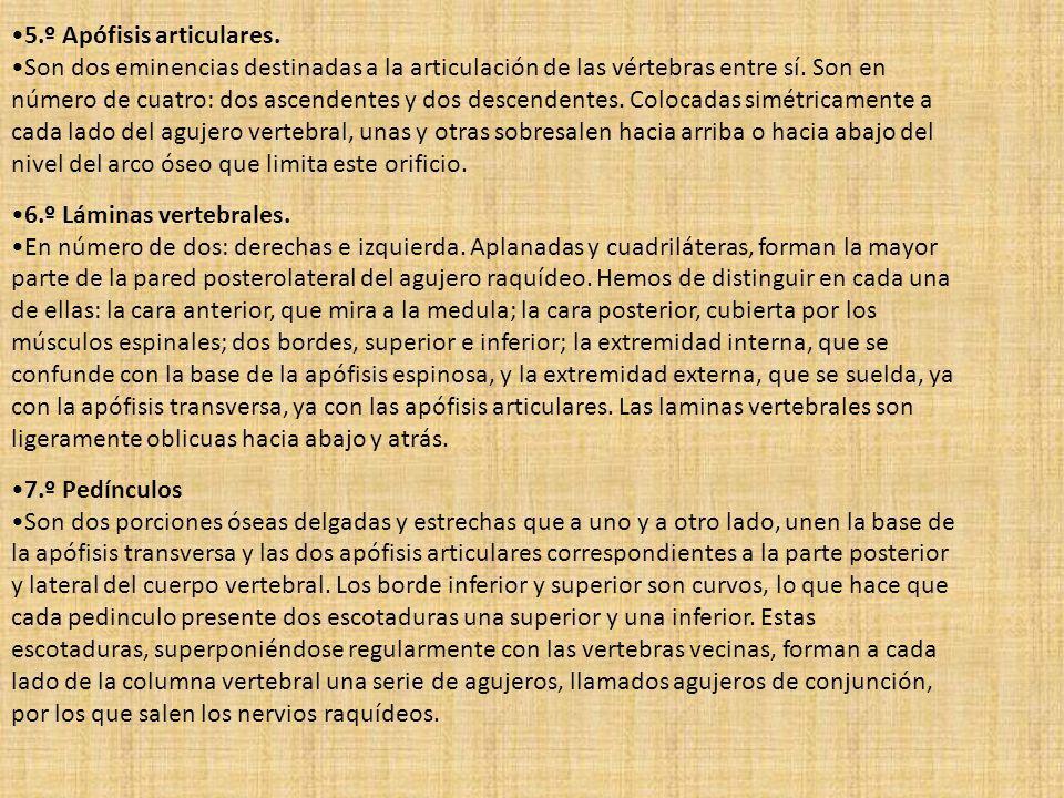 5.º Apófisis articulares.