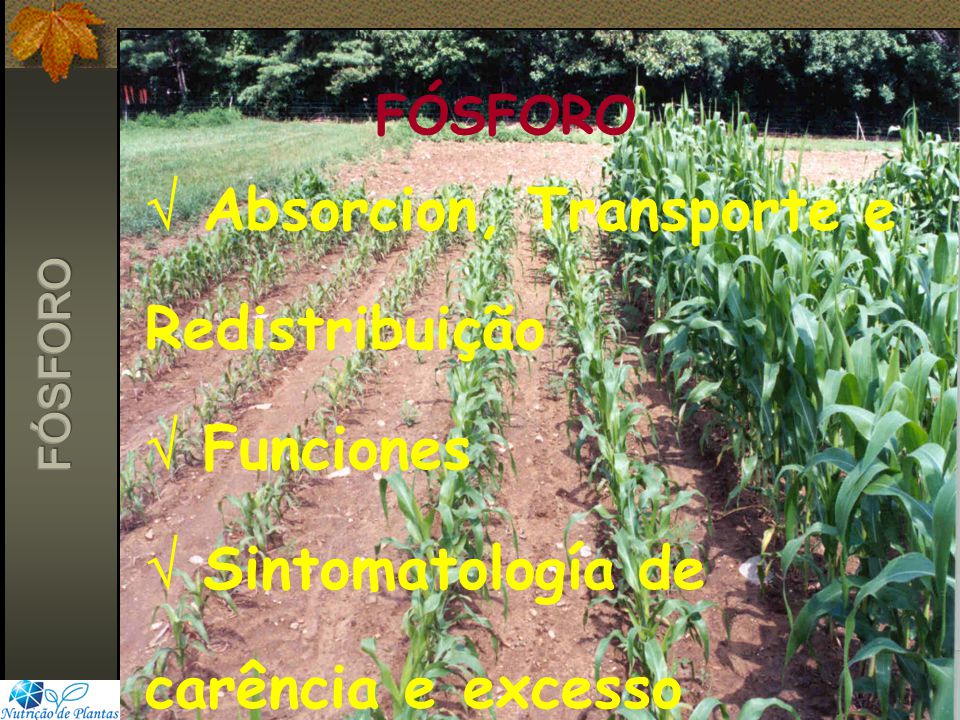 FÓSFORO  Absorcion, Transporte e Redistribuição  Funciones  Sintomatología de carência e excesso.