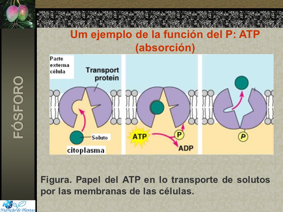 Um ejemplo de la función del P: ATP (absorción)