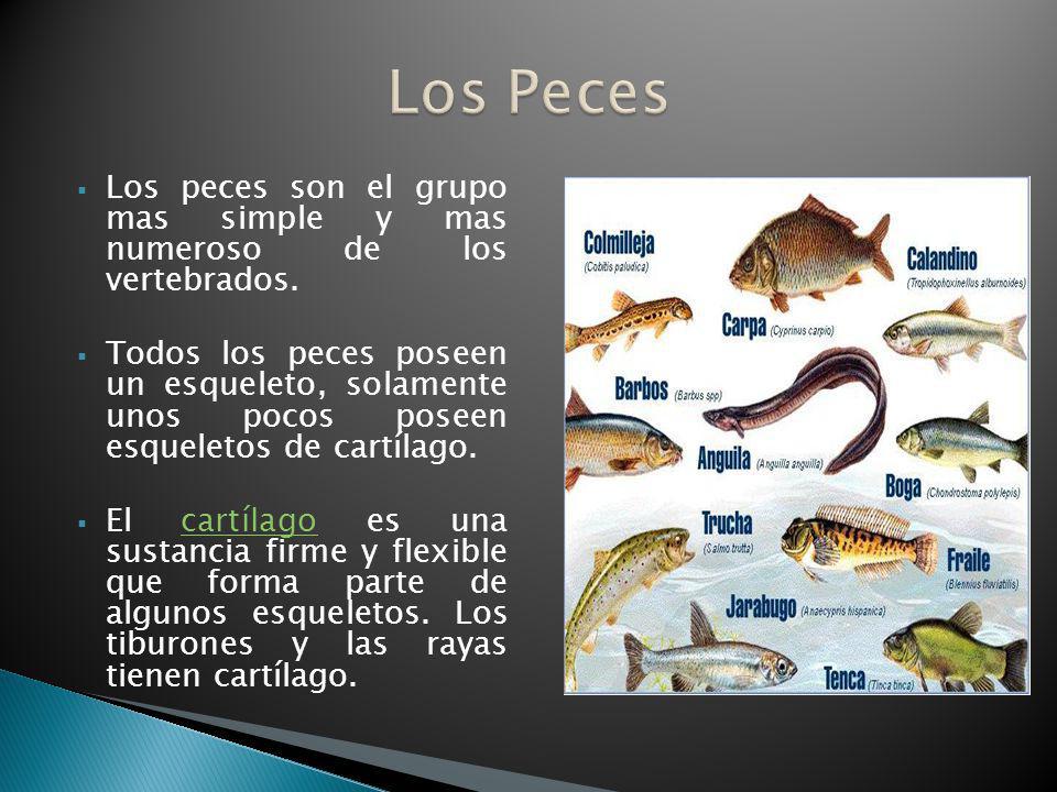 Los Peces Los peces son el grupo mas simple y mas numeroso de los vertebrados.