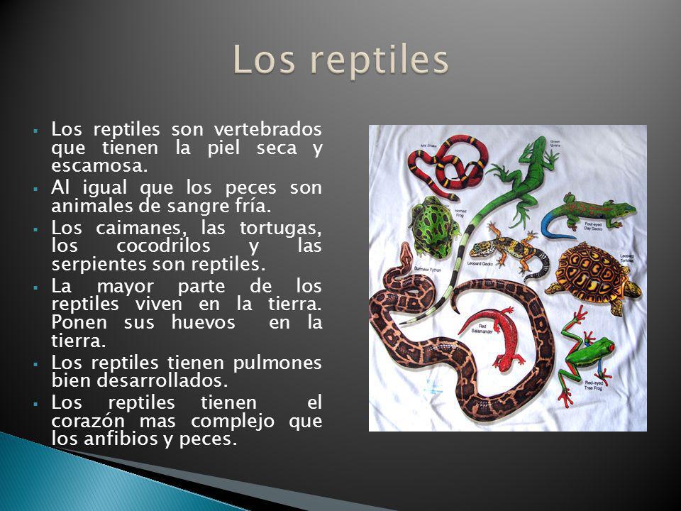 Los reptiles Los reptiles son vertebrados que tienen la piel seca y escamosa. Al igual que los peces son animales de sangre fría.