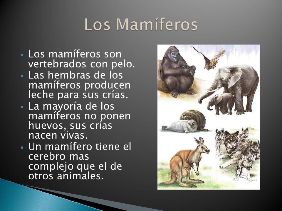 Los Mamíferos Los mamíferos son vertebrados con pelo.