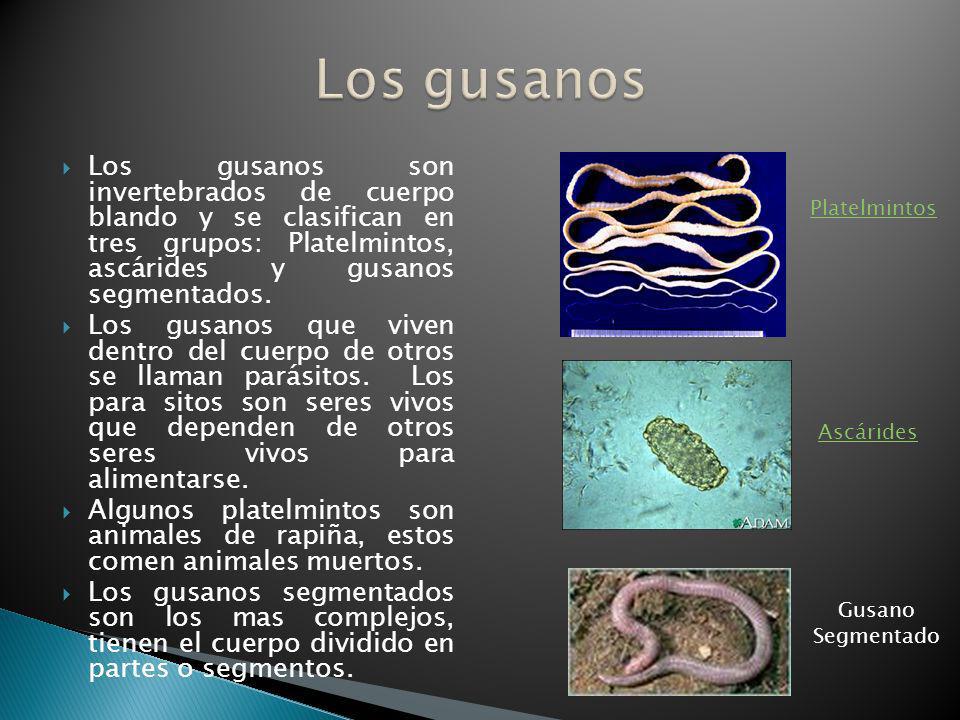 Los gusanos Los gusanos son invertebrados de cuerpo blando y se clasifican en tres grupos: Platelmintos, ascárides y gusanos segmentados.