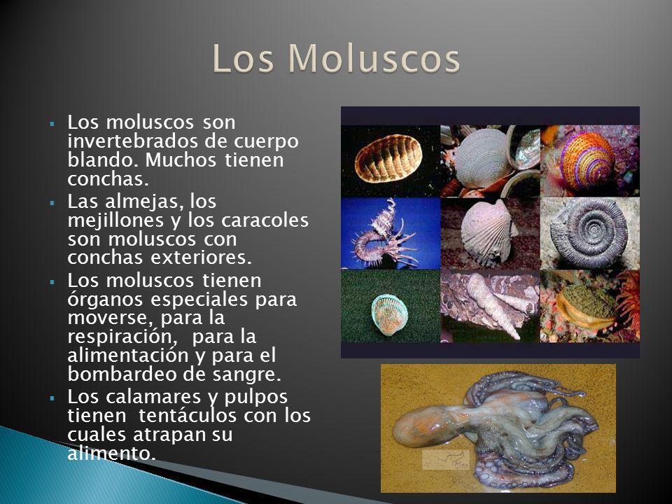 Los Moluscos Los moluscos son invertebrados de cuerpo blando. Muchos tienen conchas.
