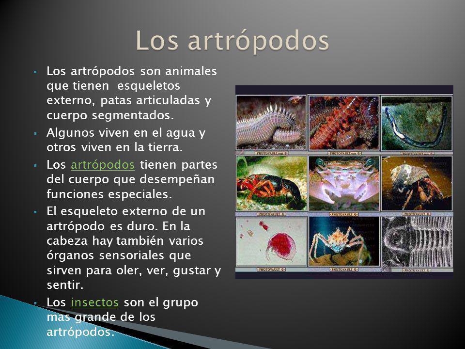 Los artrópodos Los artrópodos son animales que tienen esqueletos externo, patas articuladas y cuerpo segmentados.