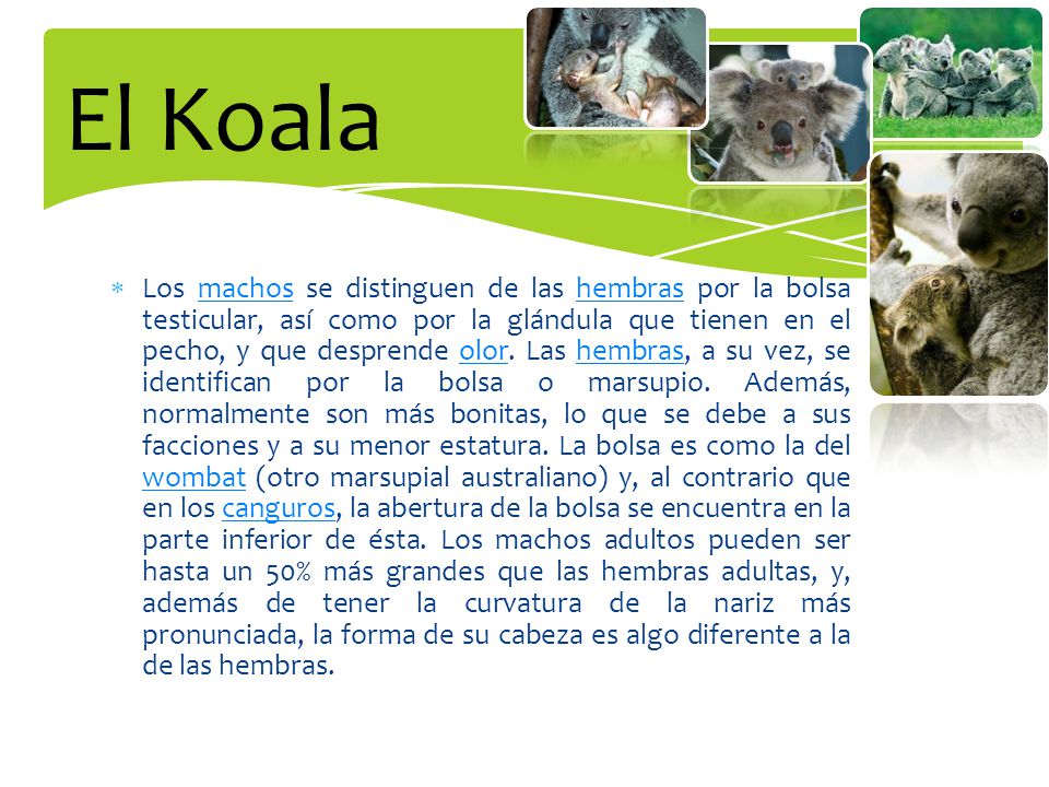 Los machos se distinguen de las hembras por la bolsa testicular, así como por la glándula que tienen en el pecho, y que desprende olor.