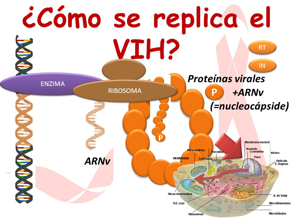 ¿Cómo se replica el VIH Proteínas virales P +ARNv (=nucleocápside)