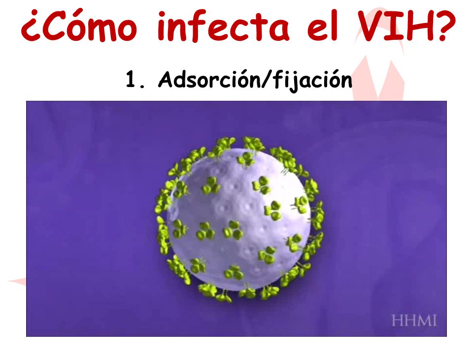 ¿Cómo infecta el VIH 1. Adsorción/fijación