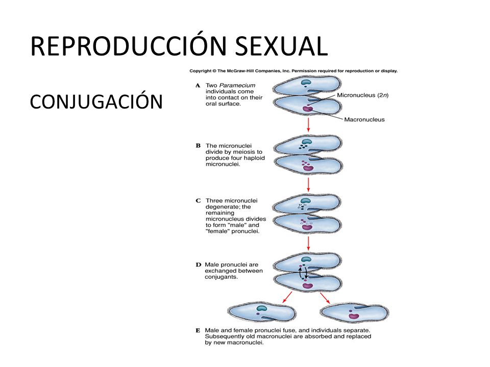 Por fecundación de gametos
o conjugación.