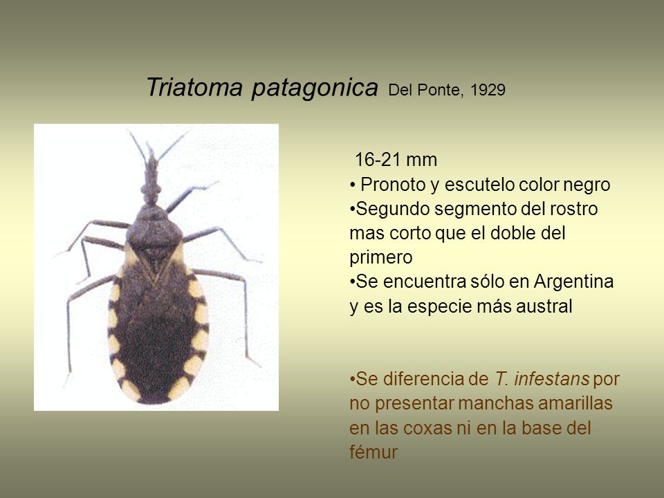 Triatoma patagonica Del Ponte, 1929