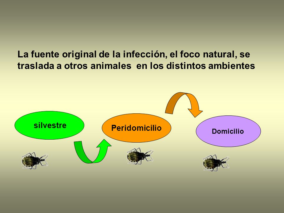 La fuente original de la infección, el foco natural, se traslada a otros animales en los distintos ambientes