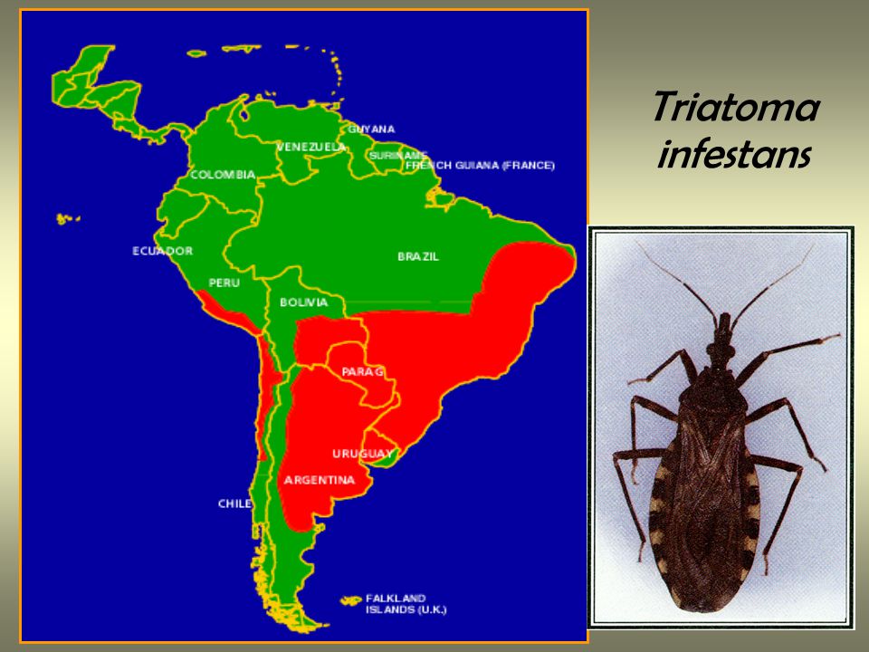 Triatoma infestans