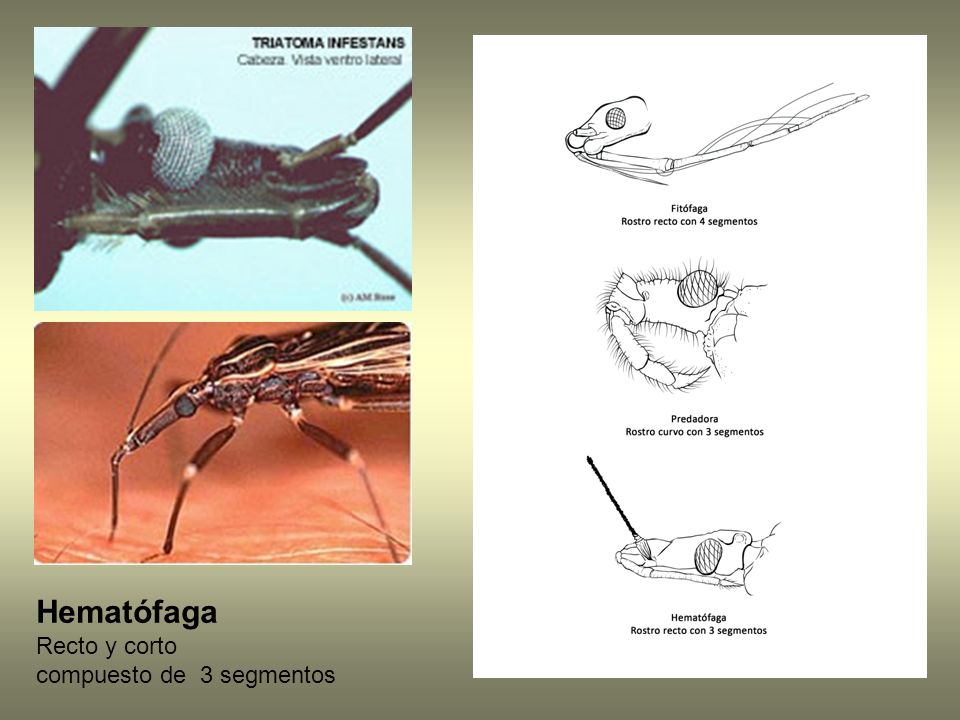 Hematófaga Recto y corto compuesto de 3 segmentos
