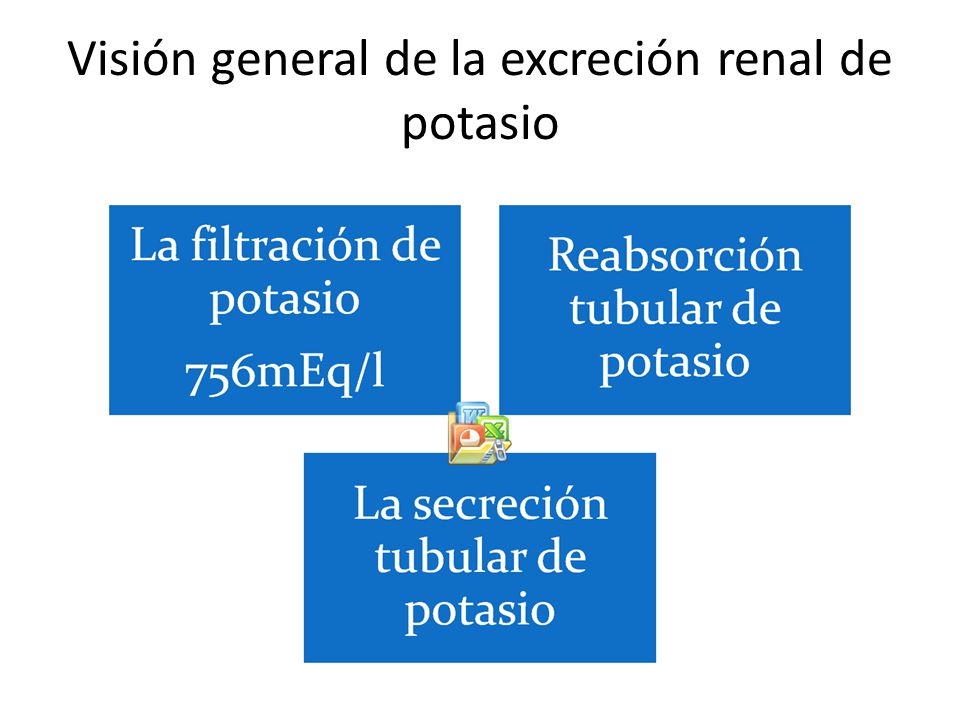 Visión general de la excreción renal de potasio