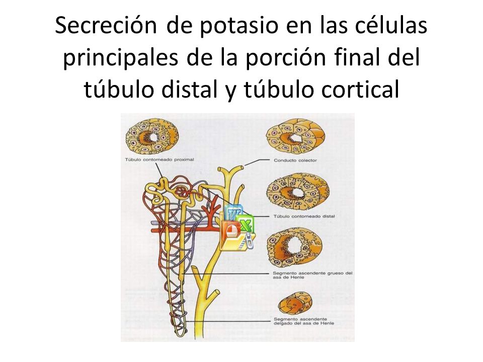 Secreción de potasio en las células principales de la porción final del túbulo distal y túbulo cortical