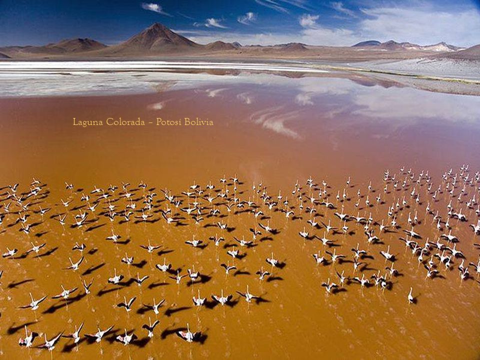 Laguna Colorada – Potosí Bolivia