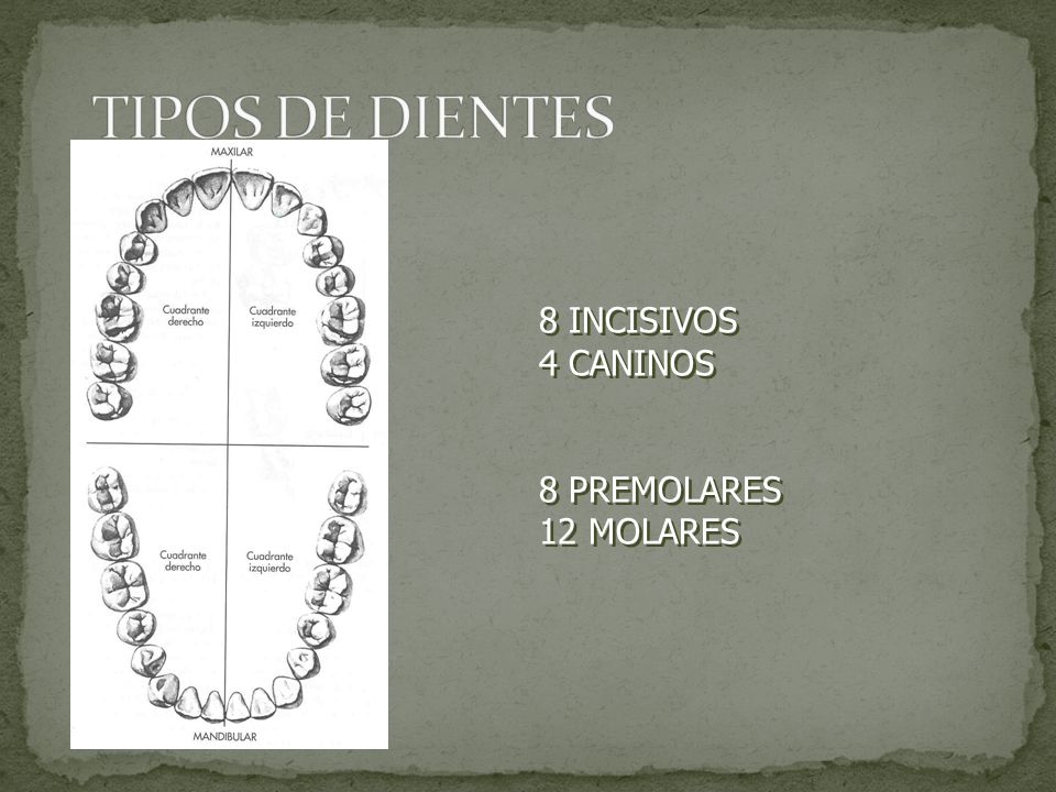 TIPOS DE DIENTES 8 INCISIVOS 4 CANINOS 8 PREMOLARES 12 MOLARES