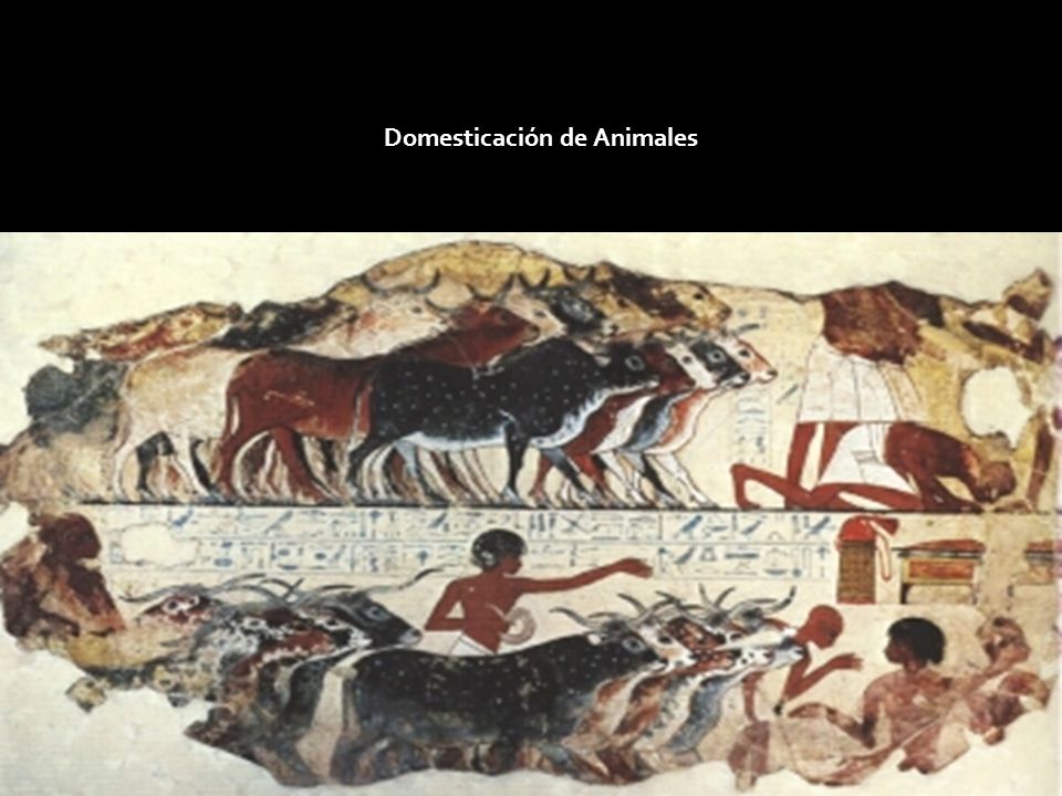 Domesticación de Animales