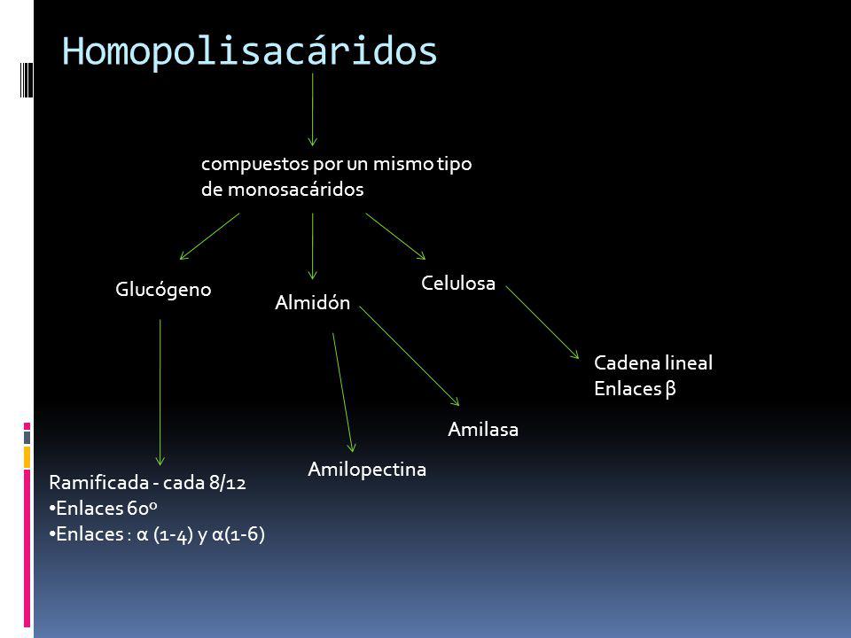 Homopolisacáridos compuestos por un mismo tipo de monosacáridos