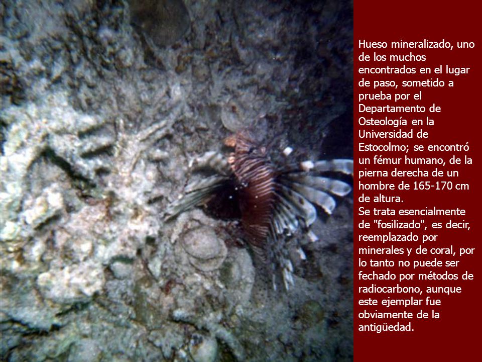 Hueso mineralizado, uno de los muchos encontrados en el lugar de paso, sometido a prueba por el Departamento de Osteología en la Universidad de Estocolmo; se encontró un fémur humano, de la pierna derecha de un hombre de cm de altura.