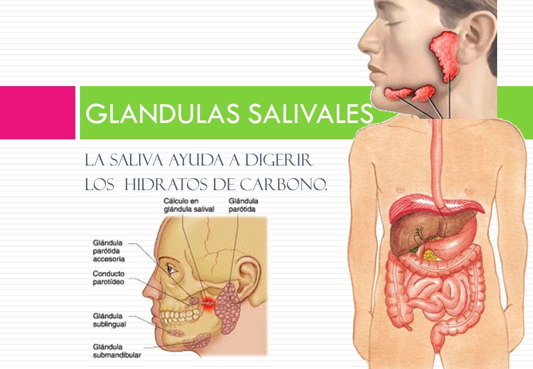 GLANDULAS SALIVALES LA SALIVA AYUDA A DIGERIR LOS HIDRATOS DE CARBONO.