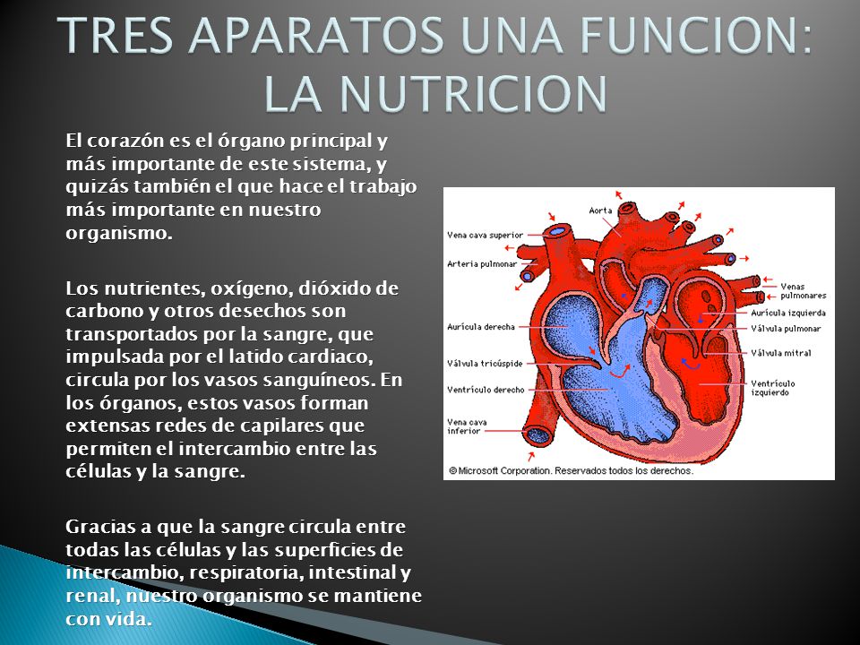 TRES APARATOS UNA FUNCION: LA NUTRICION