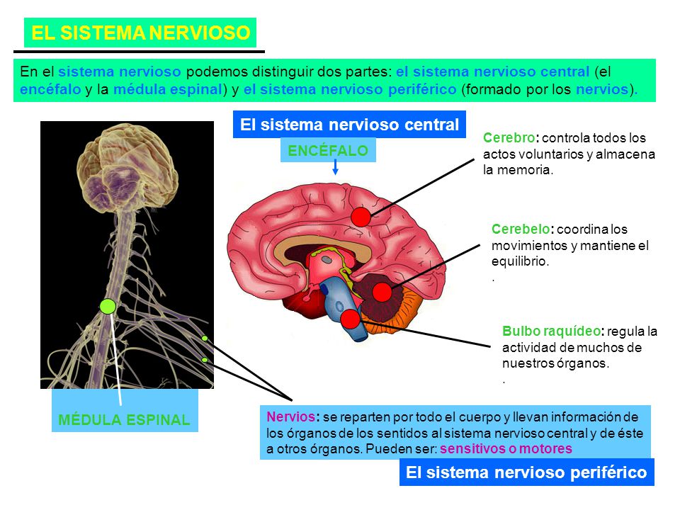 EL SISTEMA NERVIOSO El sistema nervioso central