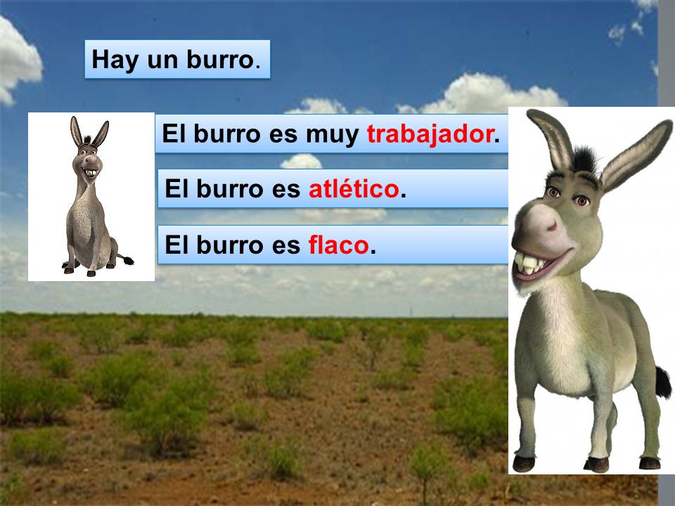 Hay un burro. El burro es muy trabajador. El burro es atlético. El burro es flaco.