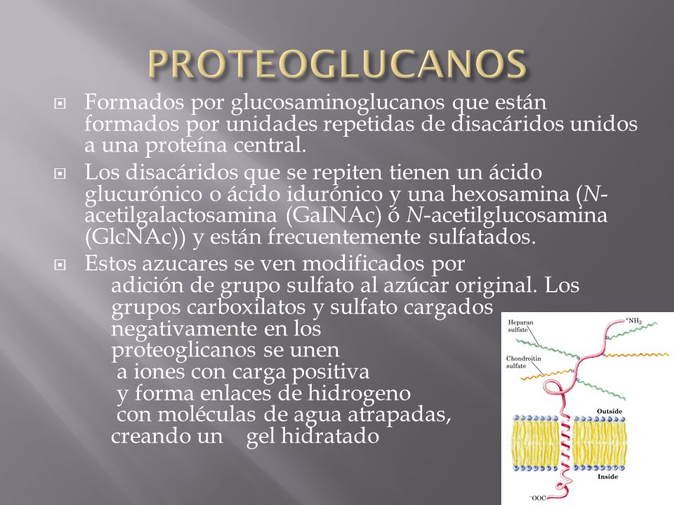 PROTEOGLUCANOS Formados por glucosaminoglucanos que están formados por unidades repetidas de disacáridos unidos a una proteína central.