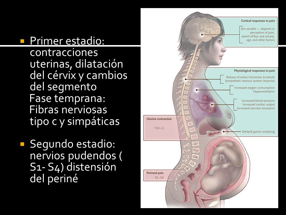 Primer estadio: contracciones uterinas, dilatación del cérvix y cambios del segmento