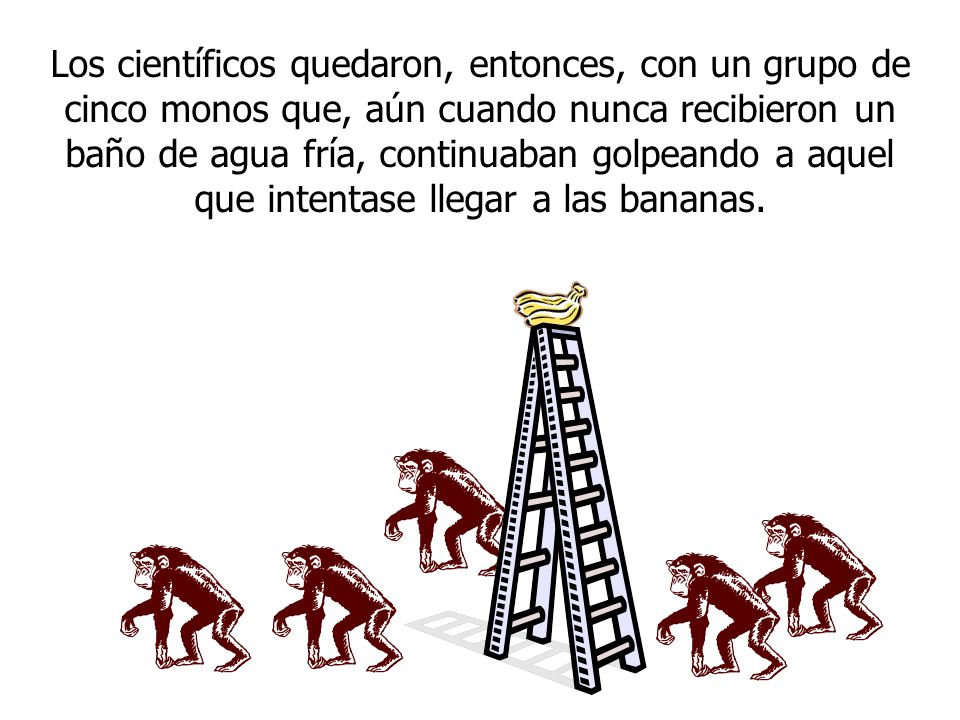 Los científicos quedaron, entonces, con un grupo de cinco monos que, aún cuando nunca recibieron un baño de agua fría, continuaban golpeando a aquel que intentase llegar a las bananas.