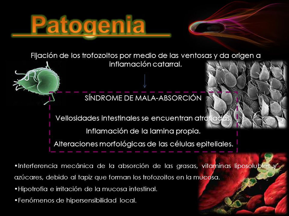 Patogenia Fijación de los trofozoitos por medio de las ventosas y da origen a inflamación catarral.