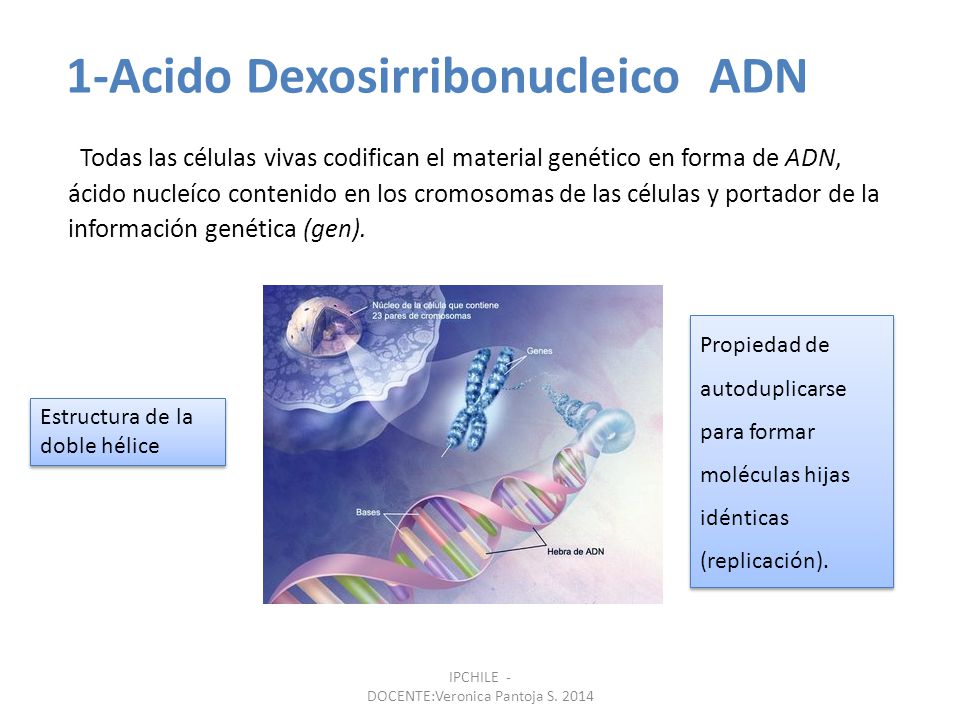 1-Acido Dexosirribonucleico ADN
