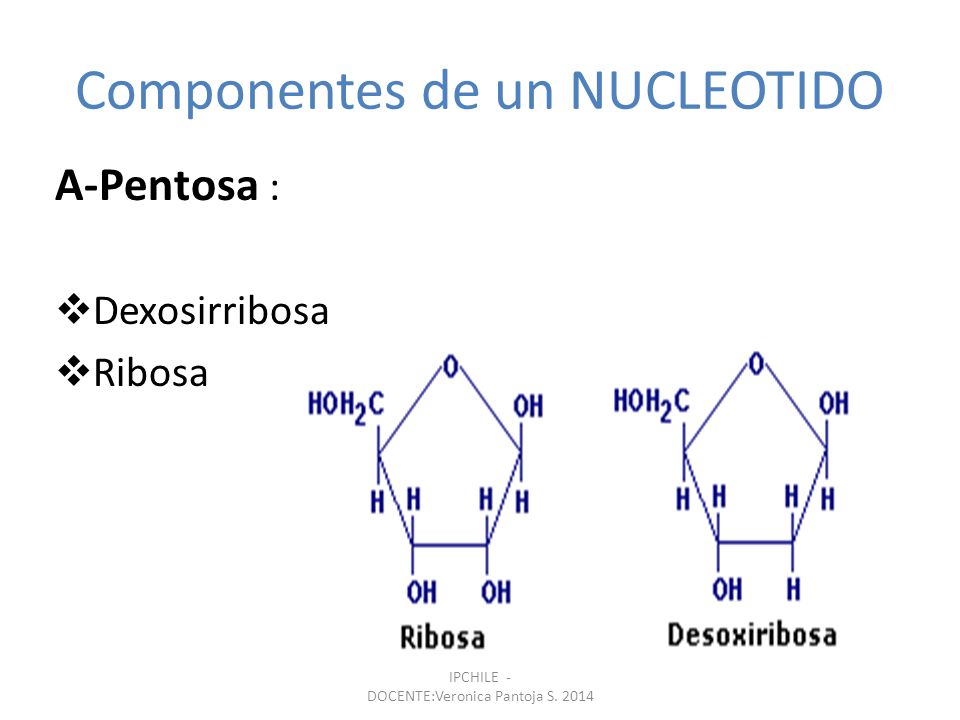 Componentes de un NUCLEOTIDO