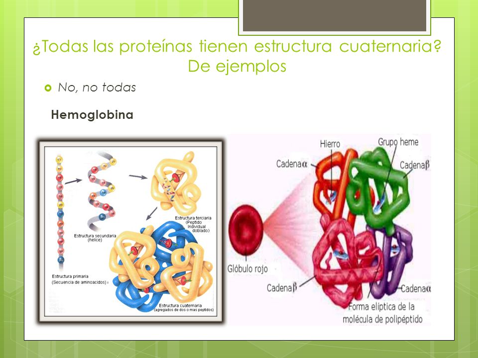 ¿Todas las proteínas tienen estructura cuaternaria De ejemplos