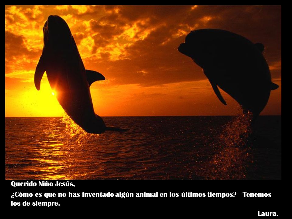 Querido Niño Jesús, ¿Cómo es que no has inventado algún animal en los últimos tiempos Tenemos los de siempre.