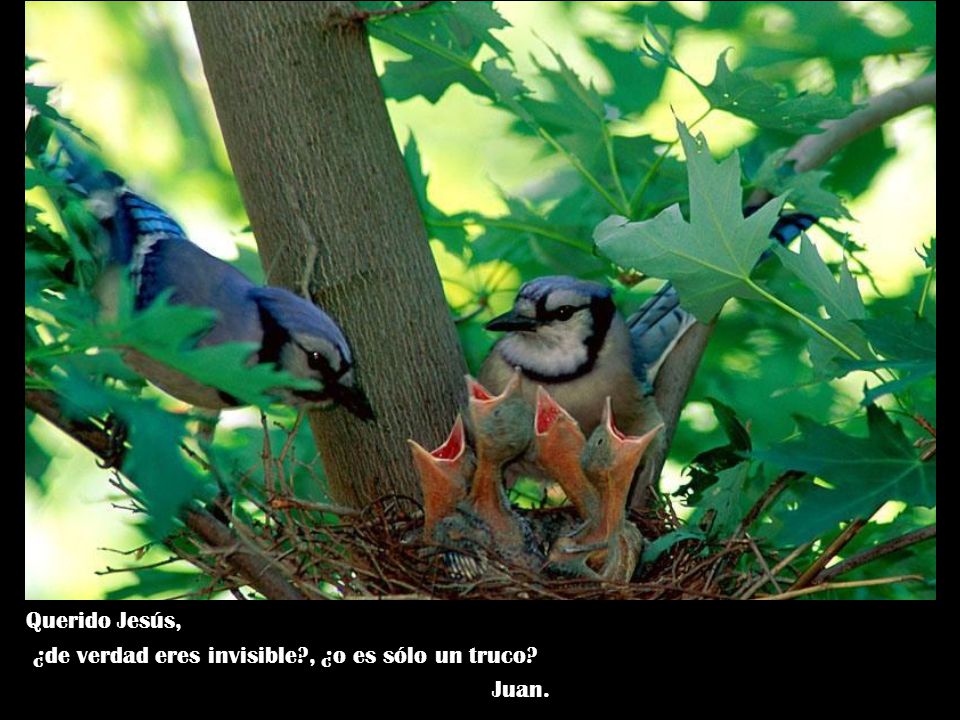 Querido Jesús, ¿de verdad eres invisible , ¿o es sólo un truco Juan.
