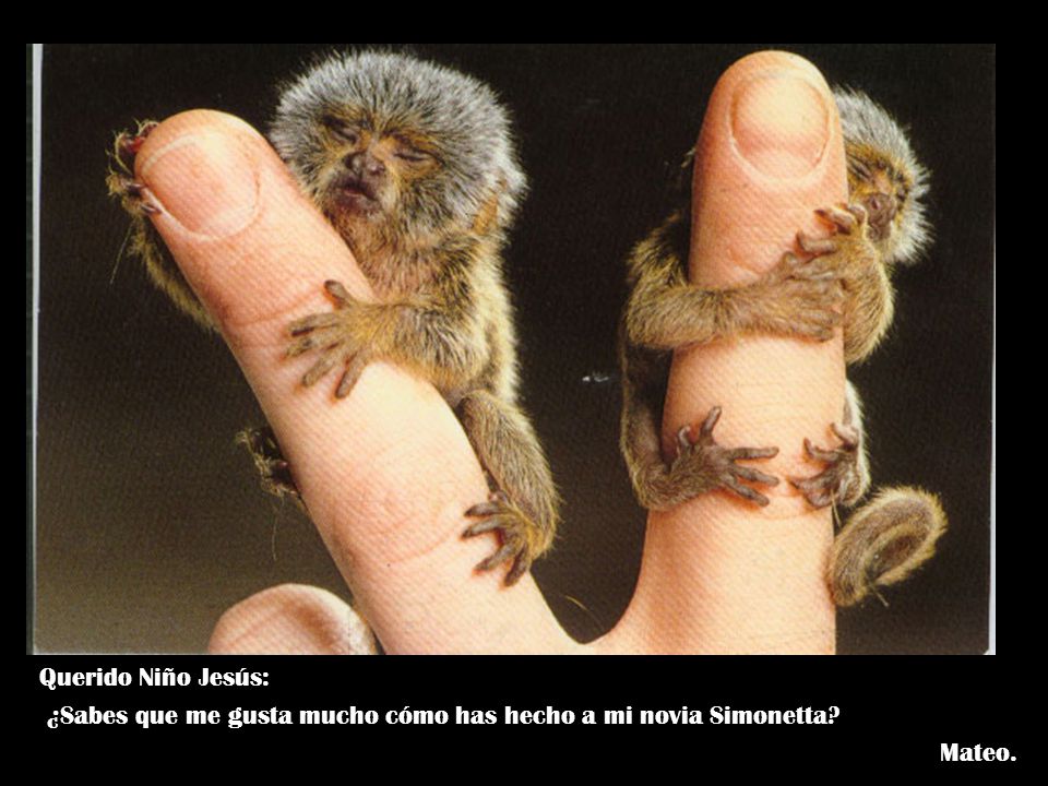 Querido Niño Jesús: ¿Sabes que me gusta mucho cómo has hecho a mi novia Simonetta Mateo.