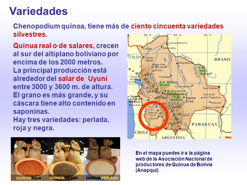 Variedades Chenopodium quinoa, tiene más de ciento cincuenta variedades silvestres.